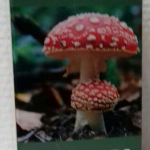 Мухомора настойка от травника Сибири купить в Красноярске
